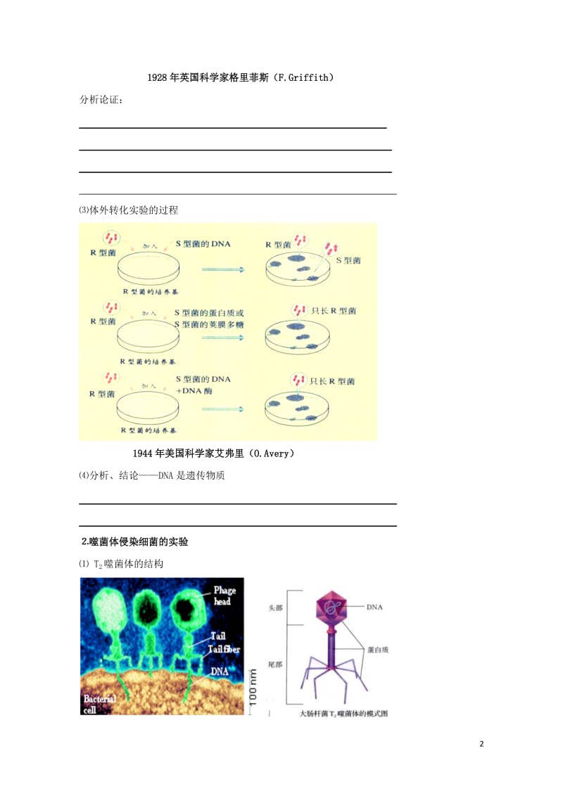 北京市第四中学2017届高考生物专题复习1DNA是主要的遗传物质学案20170817153.doc_第2页