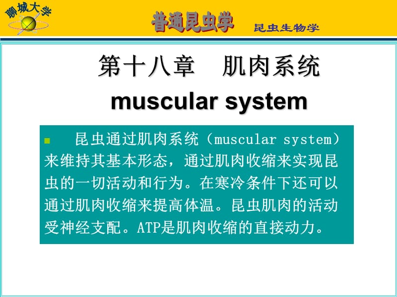 第十八部分肌肉系统muscularsystem.ppt_第1页