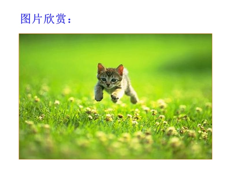 图片欣赏.ppt_第3页