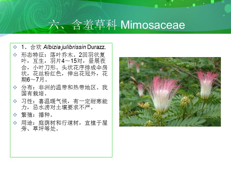 六含羞草科Mimosaceae.ppt_第2页