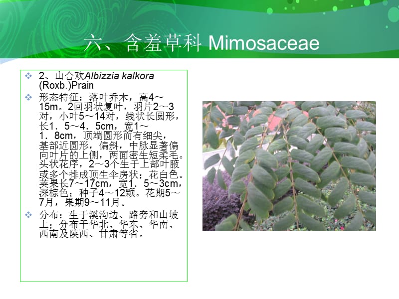 六含羞草科Mimosaceae.ppt_第3页