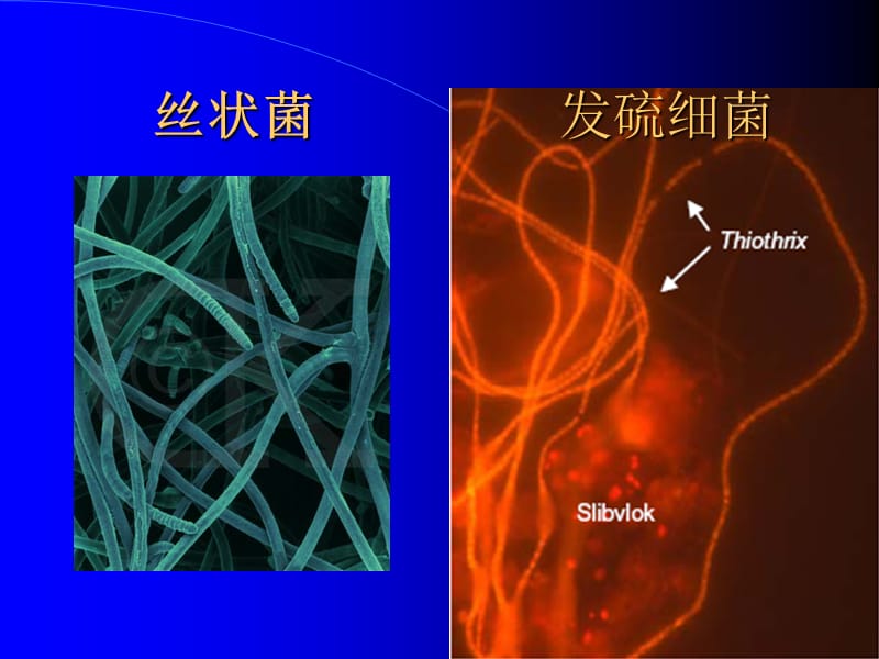 污水的好氧生物处理.ppt_第3页