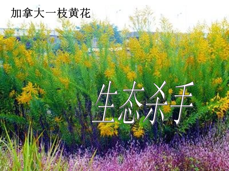 加拿大一枝黄花.ppt_第2页