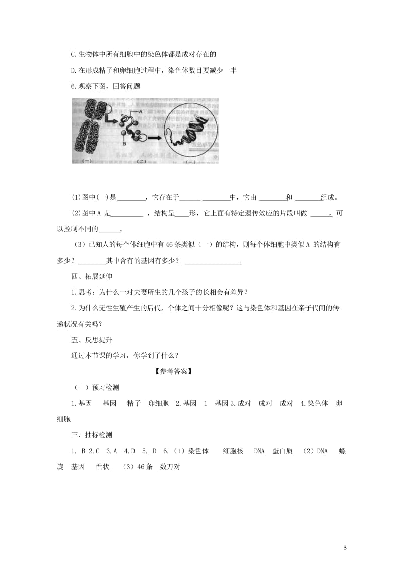 八年级生物下册7.2.2基因在亲子代间的传递导学案新版新人教版20170811223.wps_第3页