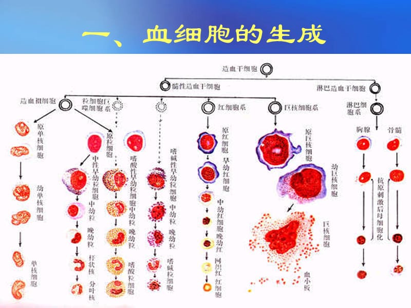 骨髓造血细胞形态学检查.ppt_第3页