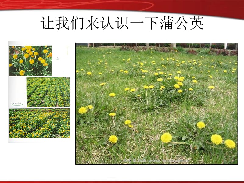 金家小学魏芳.ppt_第2页