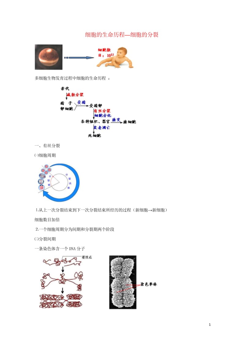 北京市第四中学2017届高考生物专题复习1细胞的增殖学案20170817157.wps_第1页