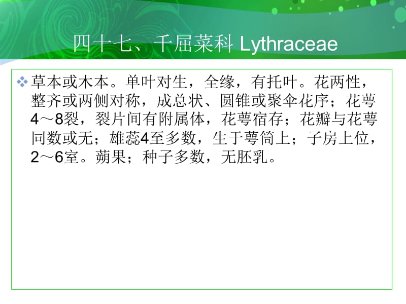 四十七千屈菜科Lythraceae.ppt_第1页