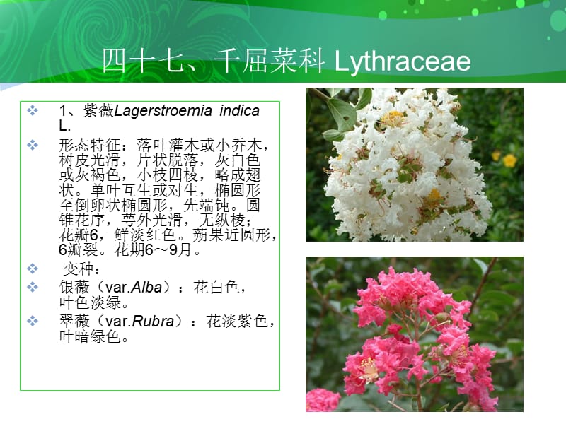 四十七千屈菜科Lythraceae.ppt_第2页