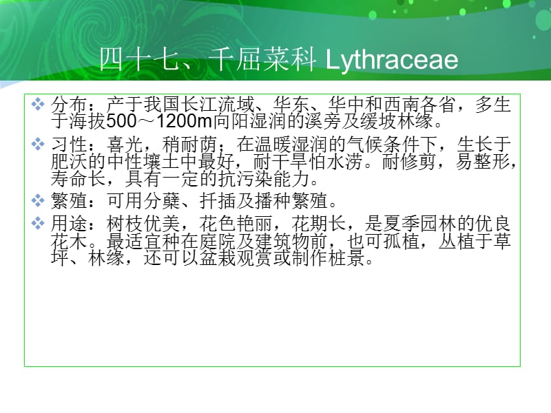 四十七千屈菜科Lythraceae.ppt_第3页