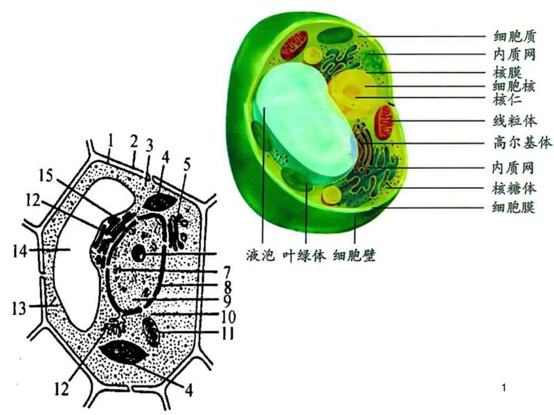 高中生物重要的图解自整理.ppt_第1页