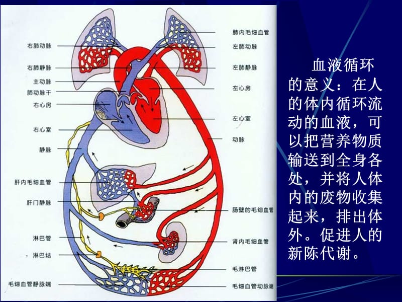 输送到全身各处并将人体内的废物收集起来排出体外.ppt_第1页