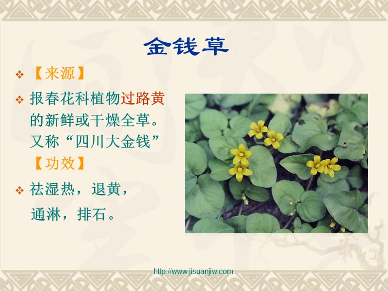 金钱草连钱草的鉴定.ppt_第2页