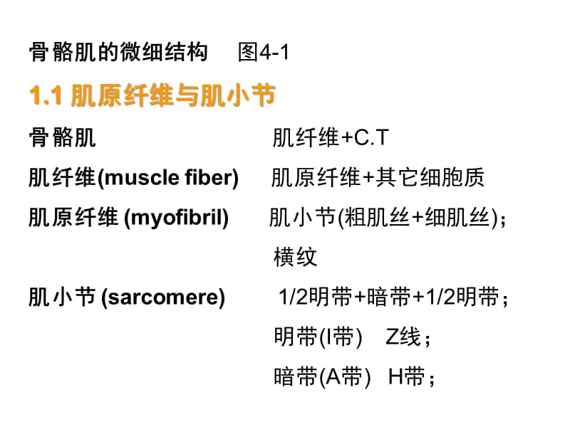 四章节肌肉兴奋与收缩.ppt_第3页