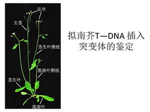 拟南芥T-DNA插入突变.ppt