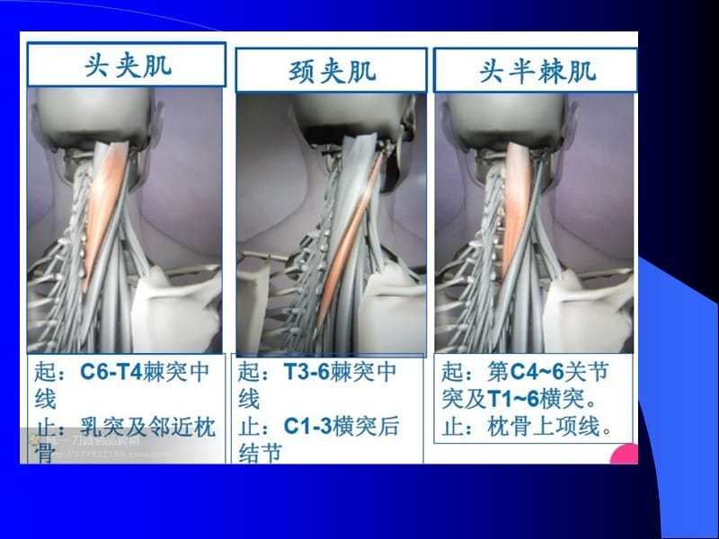 肌肉图.ppt_第2页