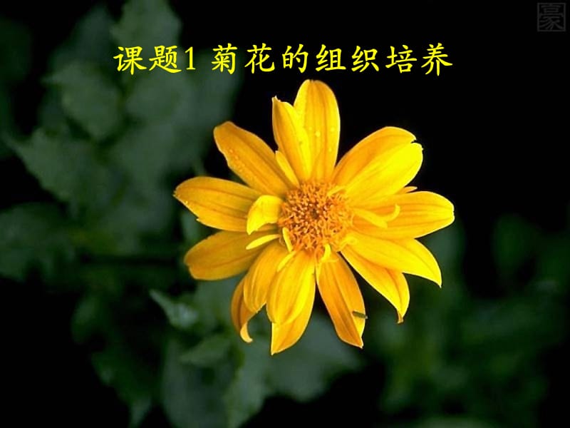 人教版教学课件菊花的组织培养课件.ppt_第1页