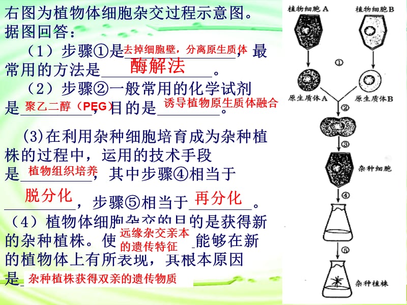 人教版教学课件菊花的组织培养课件.ppt_第2页