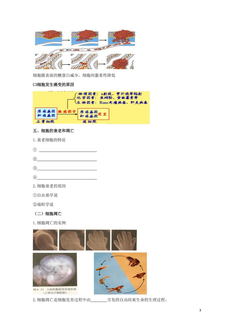 北京市第四中学2017届高考生物专题复习2细胞的分化衰老癌变和凋亡学案20170817163.doc_第3页