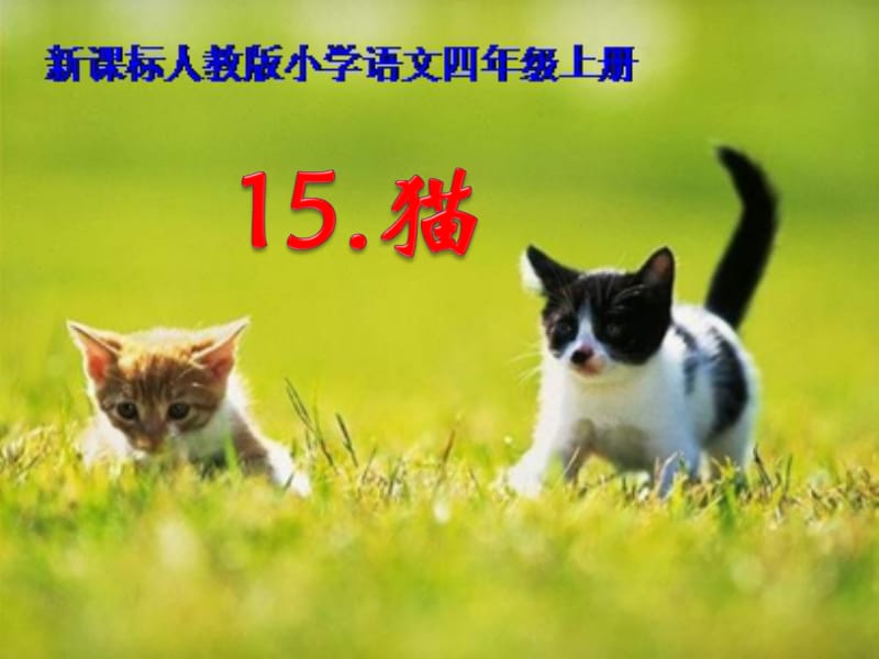 15.猫教学课件.ppt_第1页