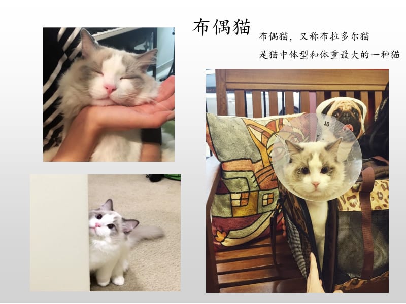 15.猫教学课件.ppt_第3页