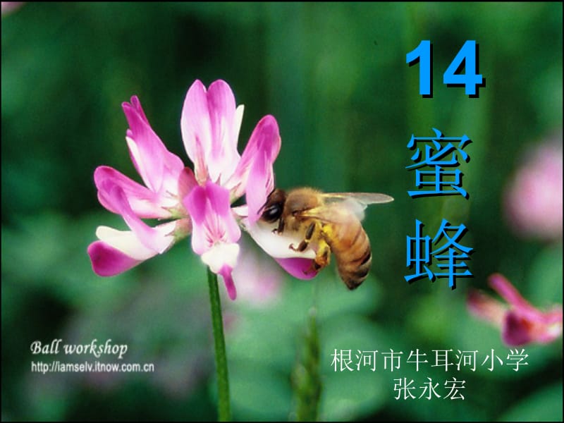 14《蜜蜂》.ppt_第1页