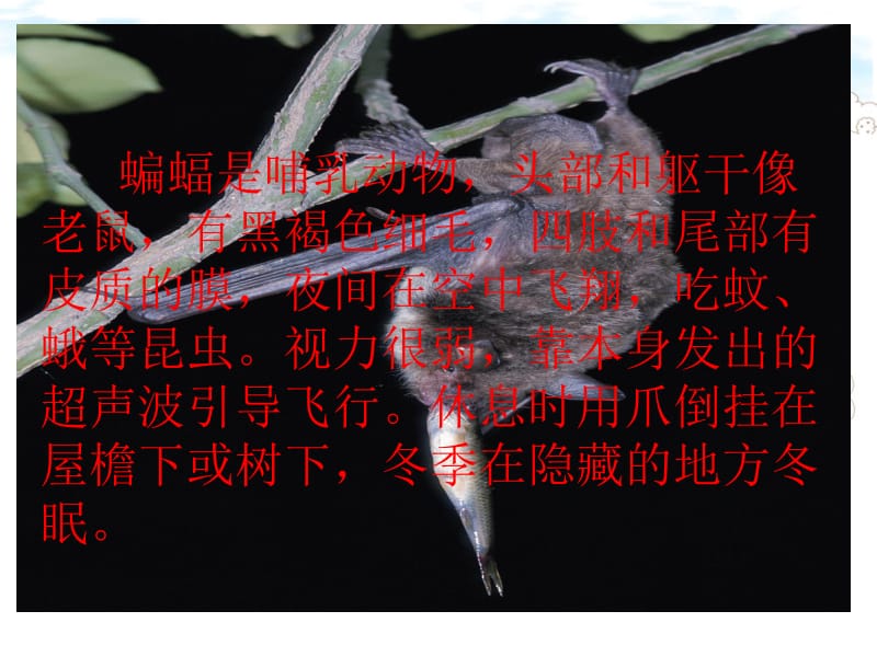 11《蝙蝠与雷达》课件.ppt_第3页