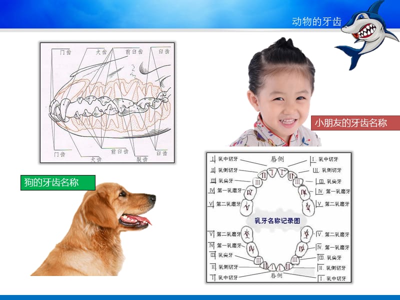 《动物的牙齿》ppt课件.ppt_第2页