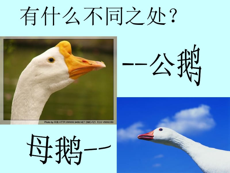 14白公鹅(完整课件).ppt_第3页