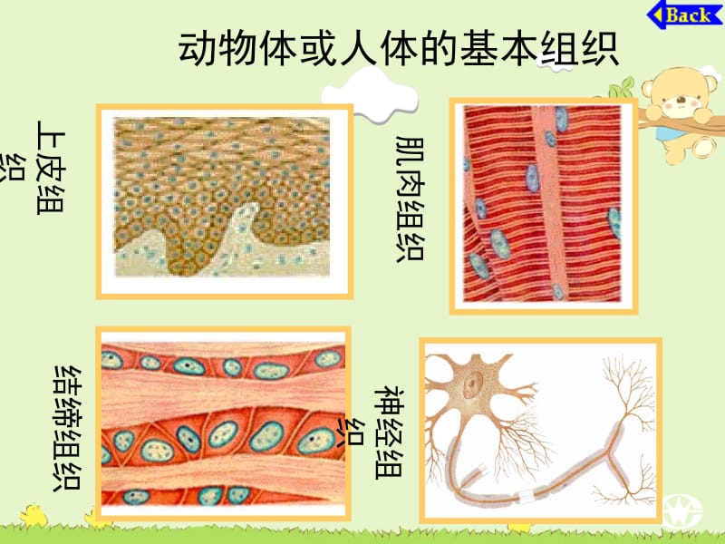 2.2.3植物体的结构层次.ppt_第3页