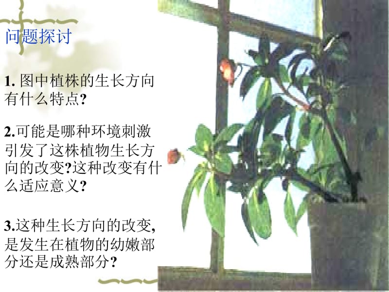 3.1《植物生长素的发现》课件骆丽花.ppt_第3页