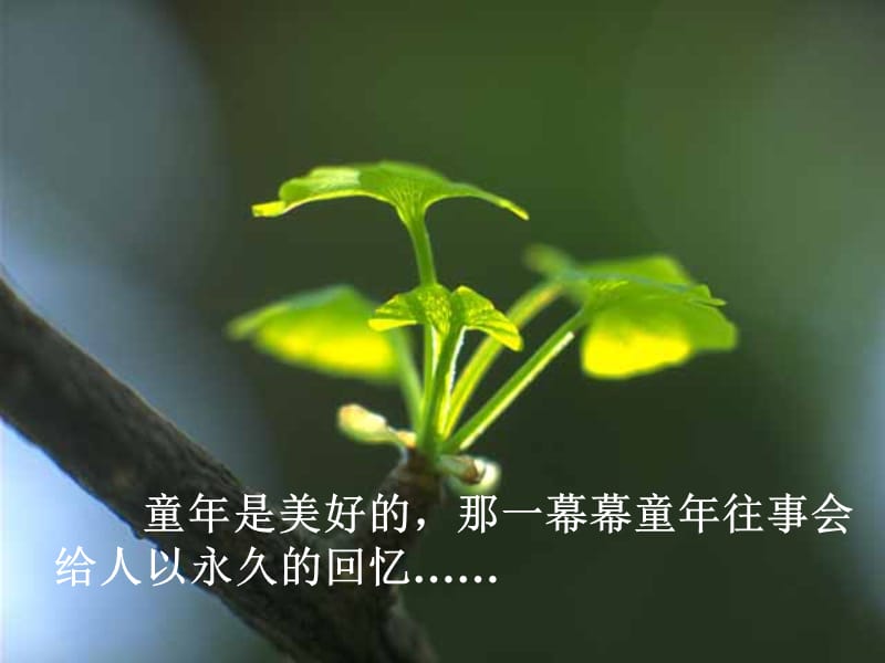 2019年桂花雨 (3)精品教育.ppt_第1页