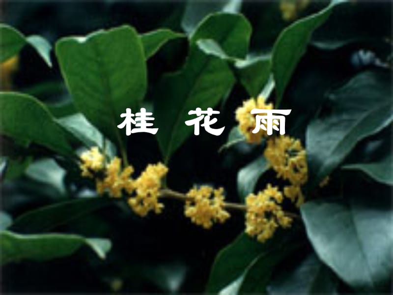 2019年桂花雨 (3)精品教育.ppt_第2页