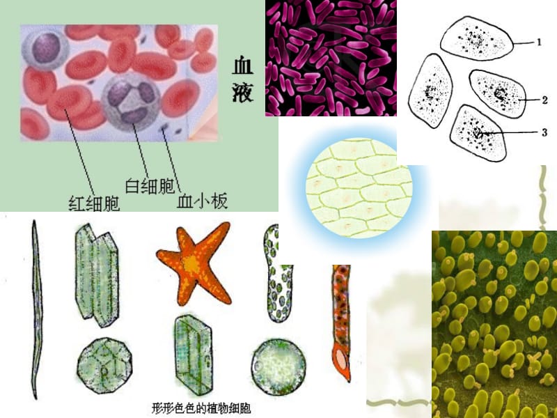 1.2《细胞的多样性和统一性》课件(新人教版必修1).ppt_第2页