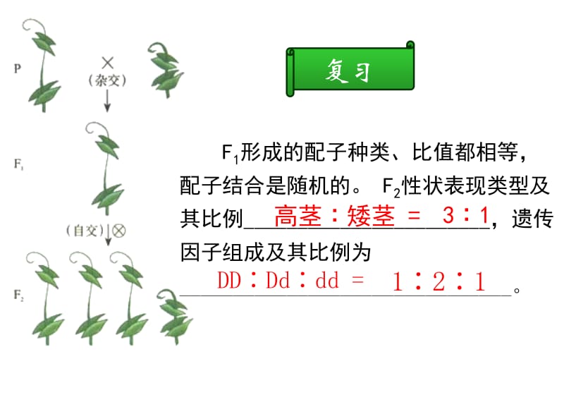 1.2《孟德尔的豌豆杂交实验》课件8.ppt_第1页