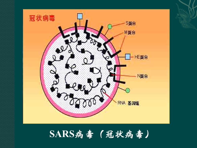 2019年神奇的微生物（课件）精品教育.ppt_第2页