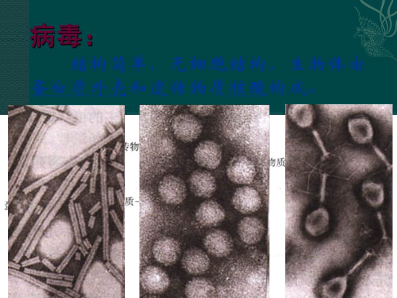 2019年神奇的微生物（课件）精品教育.ppt_第3页