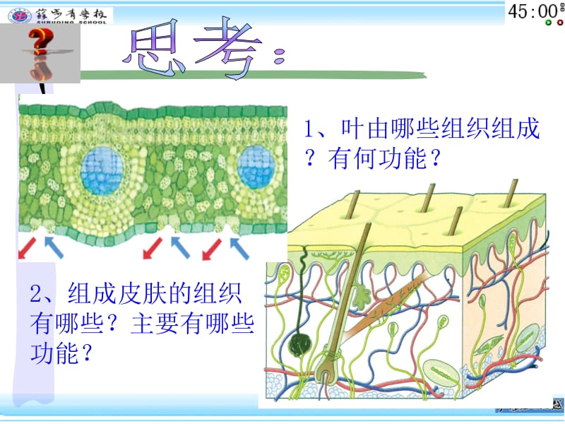 2.33生物的结构层次.ppt_第2页