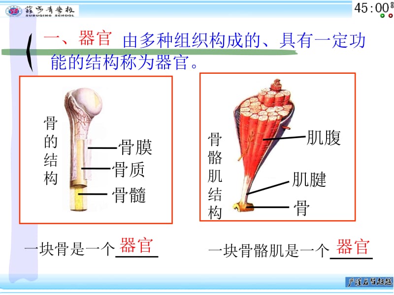 2.33生物的结构层次.ppt_第3页