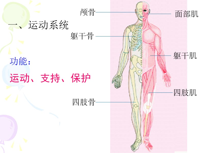 人体概述(2).ppt_第3页