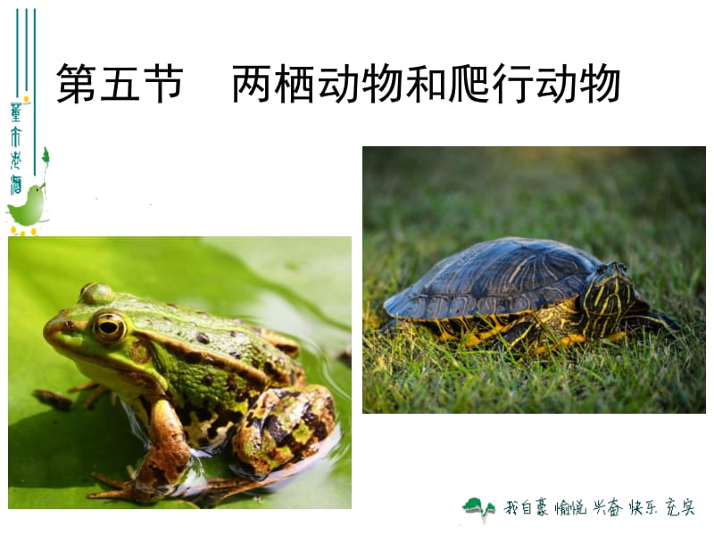 两栖动物和爬行动物.ppt.ppt_第2页