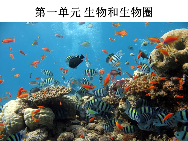 2019年第一章第一节生物的特征精品教育.ppt_第1页