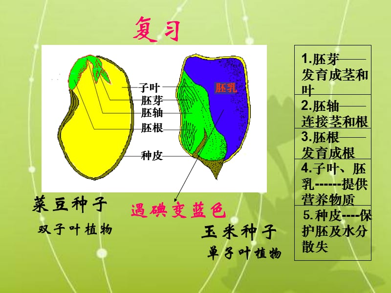 人教版七上第二章第一节种子的萌发（共18张PPT）.ppt_第1页