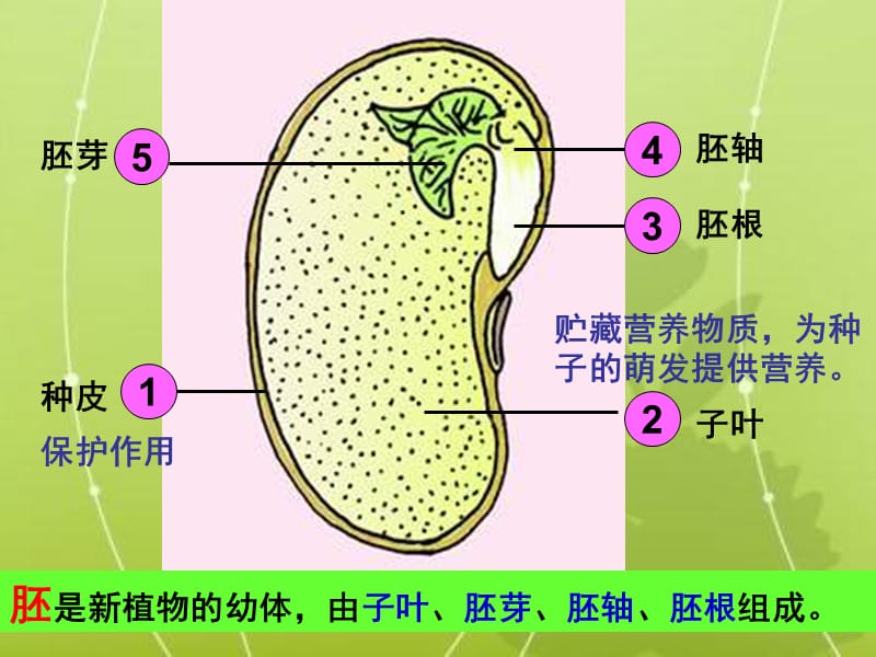 人教版七上第二章第一节种子的萌发（共18张PPT）.ppt_第2页