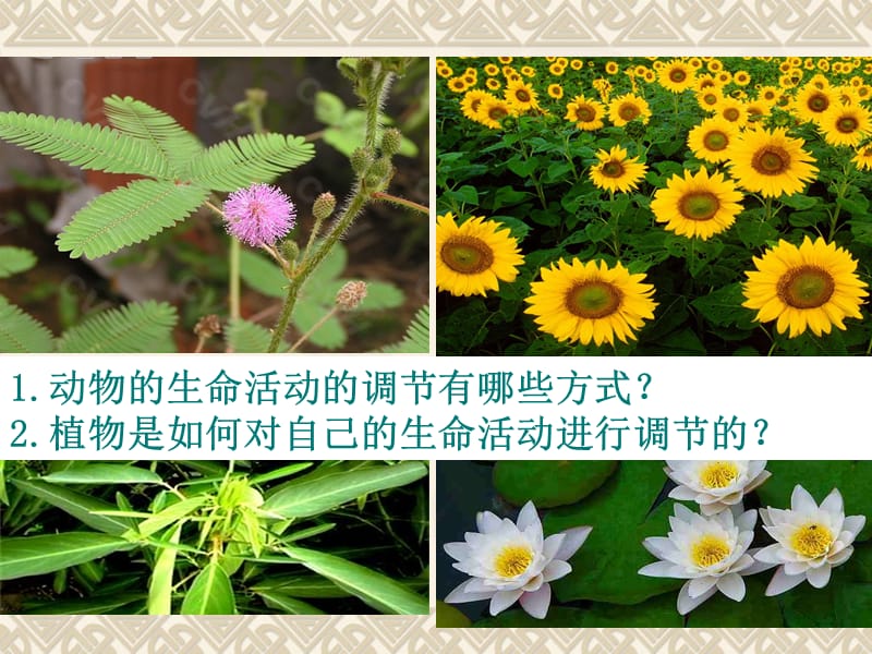 2019年生物学必修3.3.1《植物生长素的发现》PPT课件精品教育.ppt_第1页