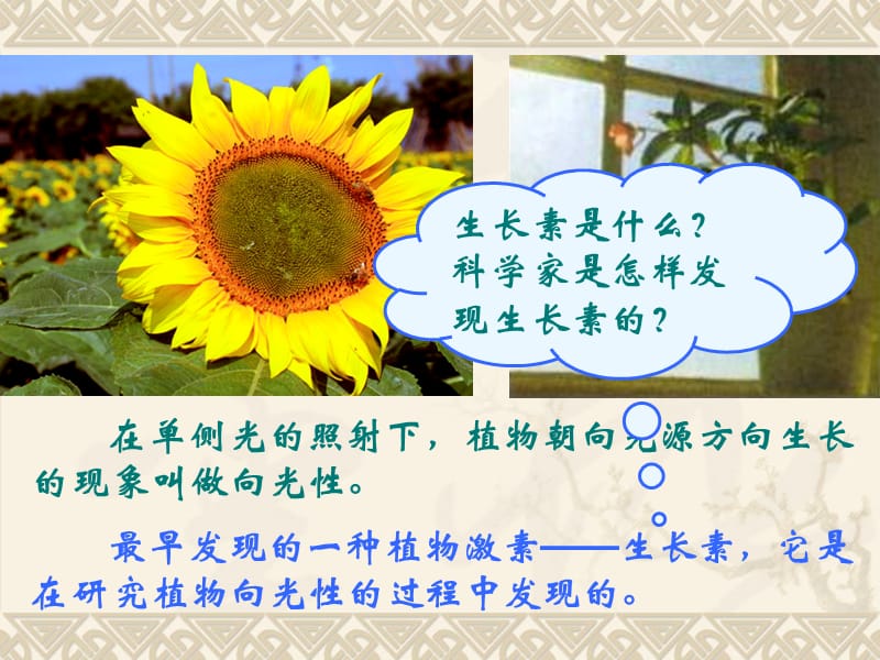 2019年生物学必修3.3.1《植物生长素的发现》PPT课件精品教育.ppt_第2页