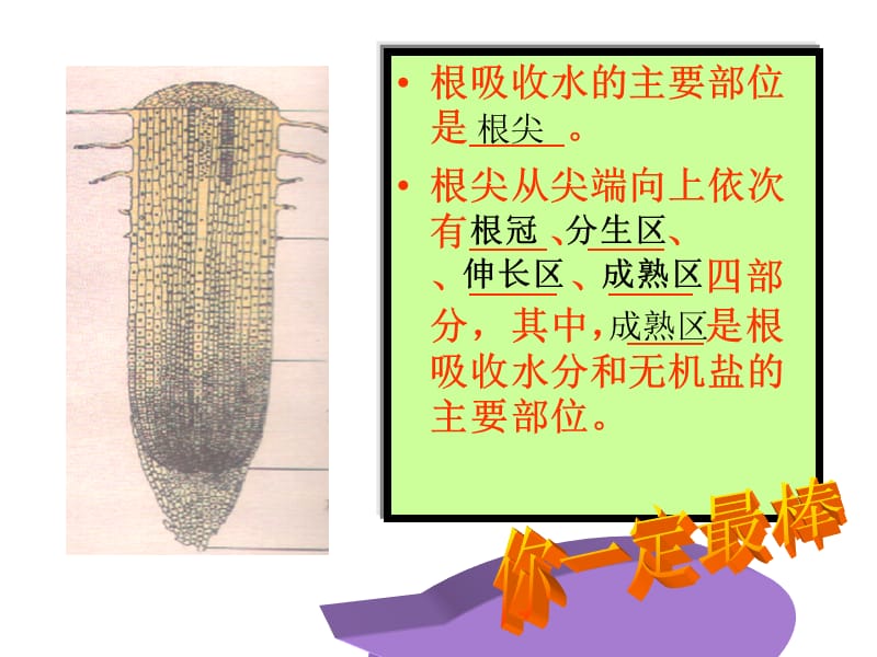 2019年生物：5.3《植物生长需要水和无机盐》课件（苏教版七年级上）精品教育.ppt_第3页