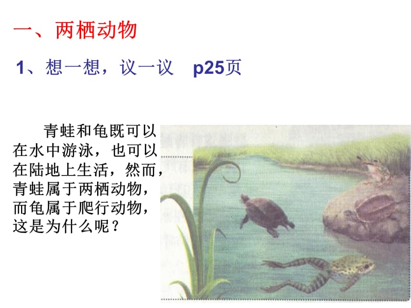 两栖动物和爬行动物.ppt_第3页