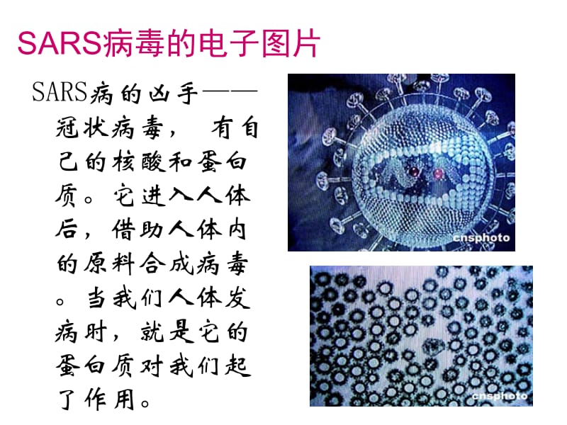 1.3《生命的基础——蛋白质》课件（新人教版选修1）.ppt_第2页