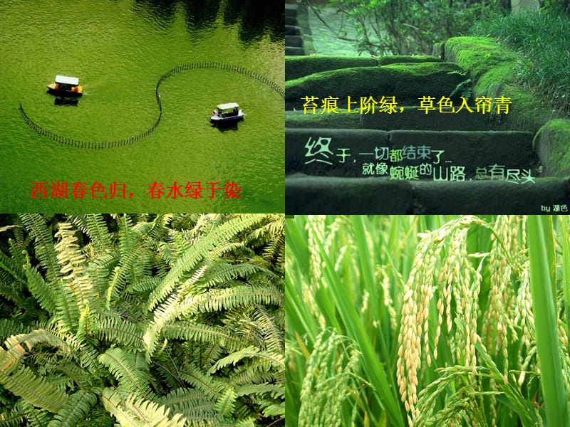 2019年藻类、苔藓、蕨类植物精品教育.ppt_第2页